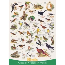 Birds (1000) Birds (1000)