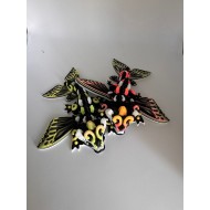 Draak Baby S Butterfly Mix