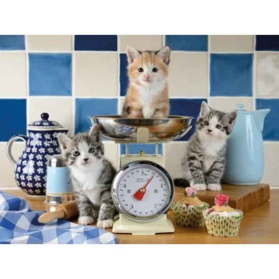 Kittens In De Keuken