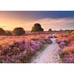 Roze Pad