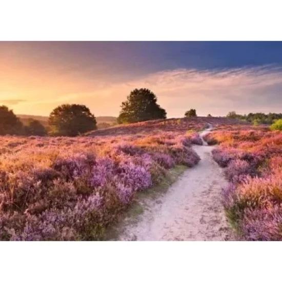 Roze Pad
