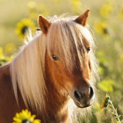 Schattige Pony’s (3×49) Schattige Pony’s (3×49)