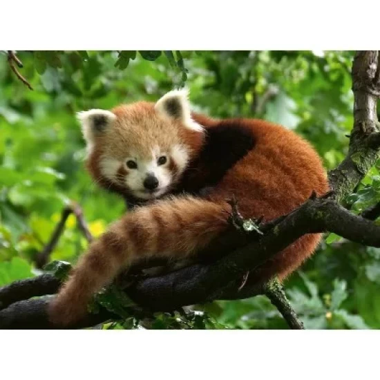 Schattige Rode Panda (500) Schattige Rode Panda (500)